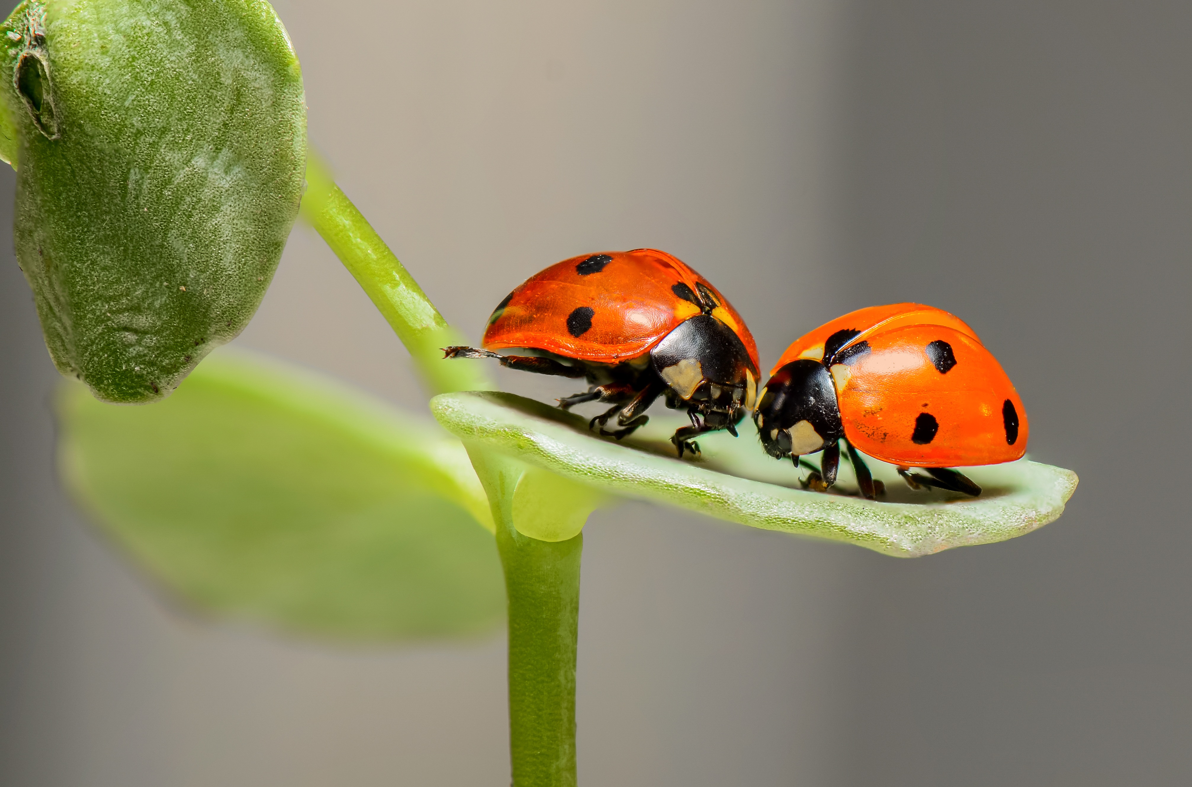 ladybugs-1593406